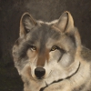Alaskawolf / wilk / wolf
