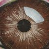 auge/eye/oko